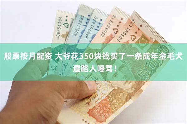 股票按月配资 大爷花350块钱买了一条成年金毛犬 遭路人唾骂！